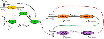 Teaching computational systems biology with an eye on quantitative systems pharmacology at the undergraduate level: Why do it, who would take it, and what should we teach?